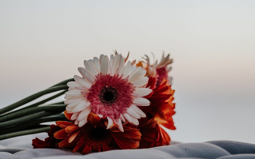 Bodas 41